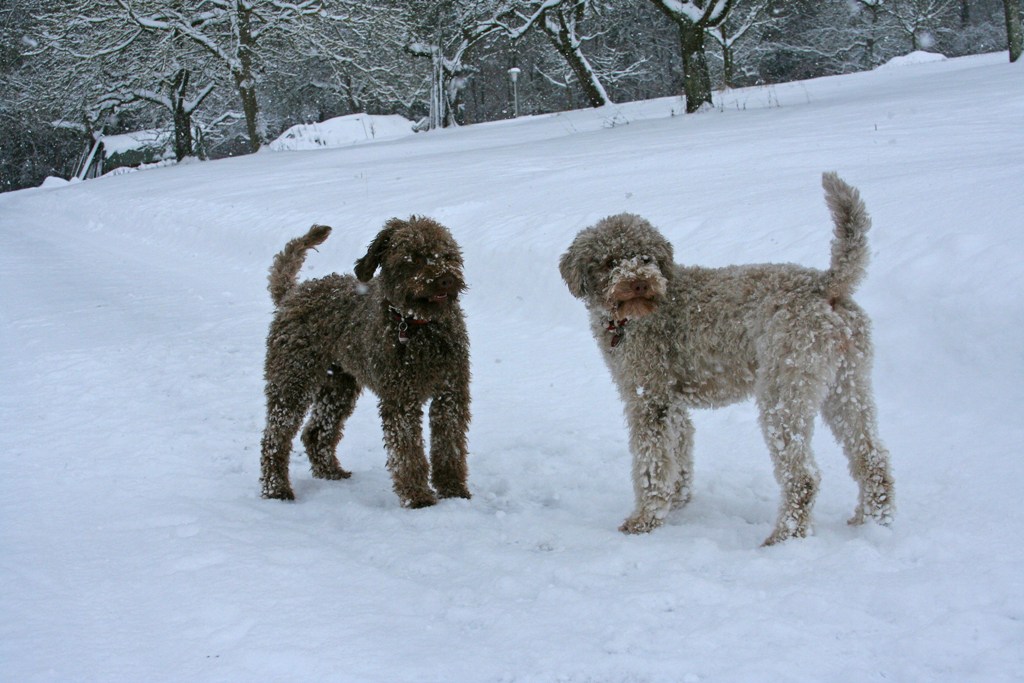 Mia und Asti im Schnee