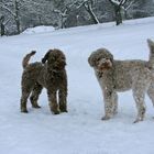 Mia und Asti im Schnee