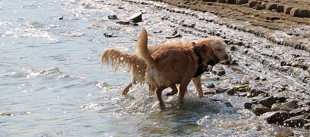 Mia und Vivo beim Spiel am Meer