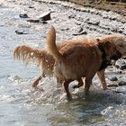 Mia und Vivo beim Spiel am Meer