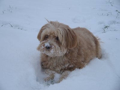 miam !!! c'est bon la neige...