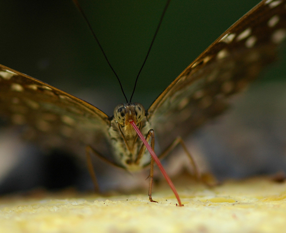 Miam! Papillonidae d'Indonésie