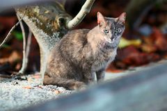 Miami Beach Board Walk Cat