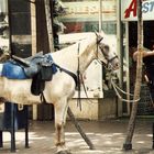 Miami Horse-Cop, 1986