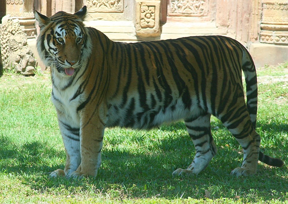 Miami Metro Zoo Glücklicher Tiger