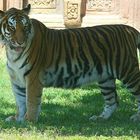 Miami Metro Zoo Glücklicher Tiger