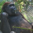 Miami Metro Zoo - Junger Gorilla