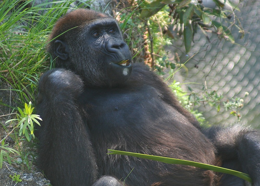 Miami Metro Zoo - Junger Gorilla