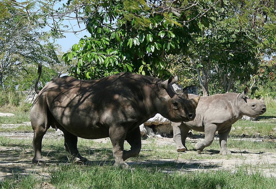 Miami Metro Zoo Rhinozeros