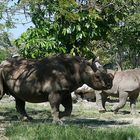 Miami Metro Zoo Rhinozeros