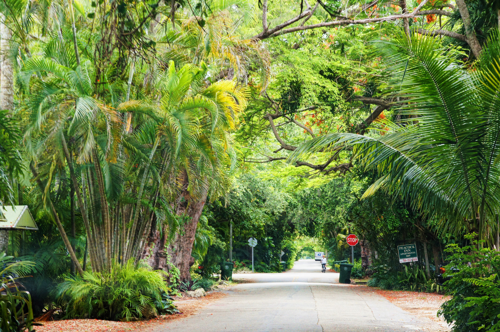 Miami Old Cutler Road Foto Bild Landschaft Alleen Fotos Caro