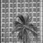 ~Miami skyscraperwindows~