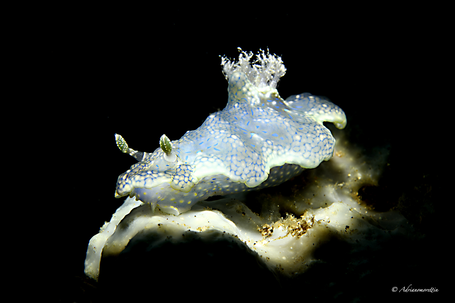 Miamira sinuata (Ceratosoma sinuatum) 