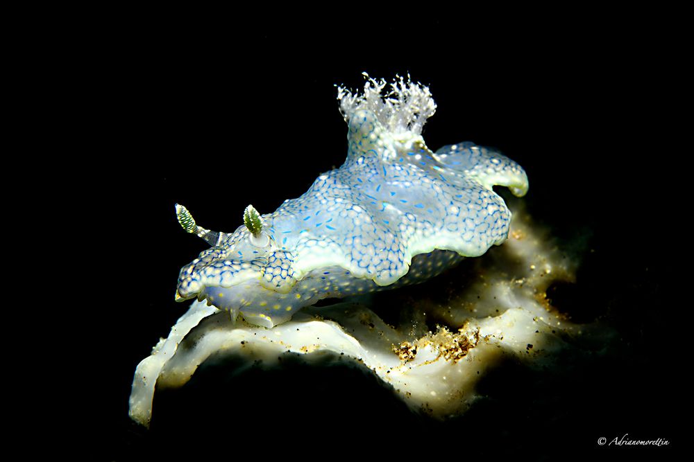 Miamira sinuata (Ceratosoma sinuatum) 