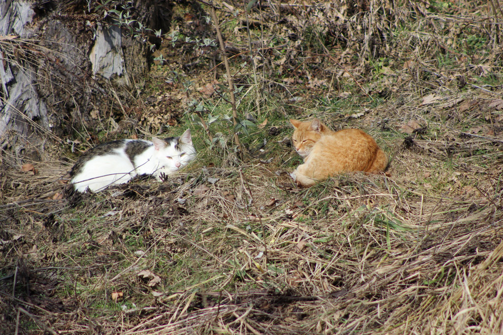 Miao Foto & Bild andere tiere, natur, katzen Bilder auf