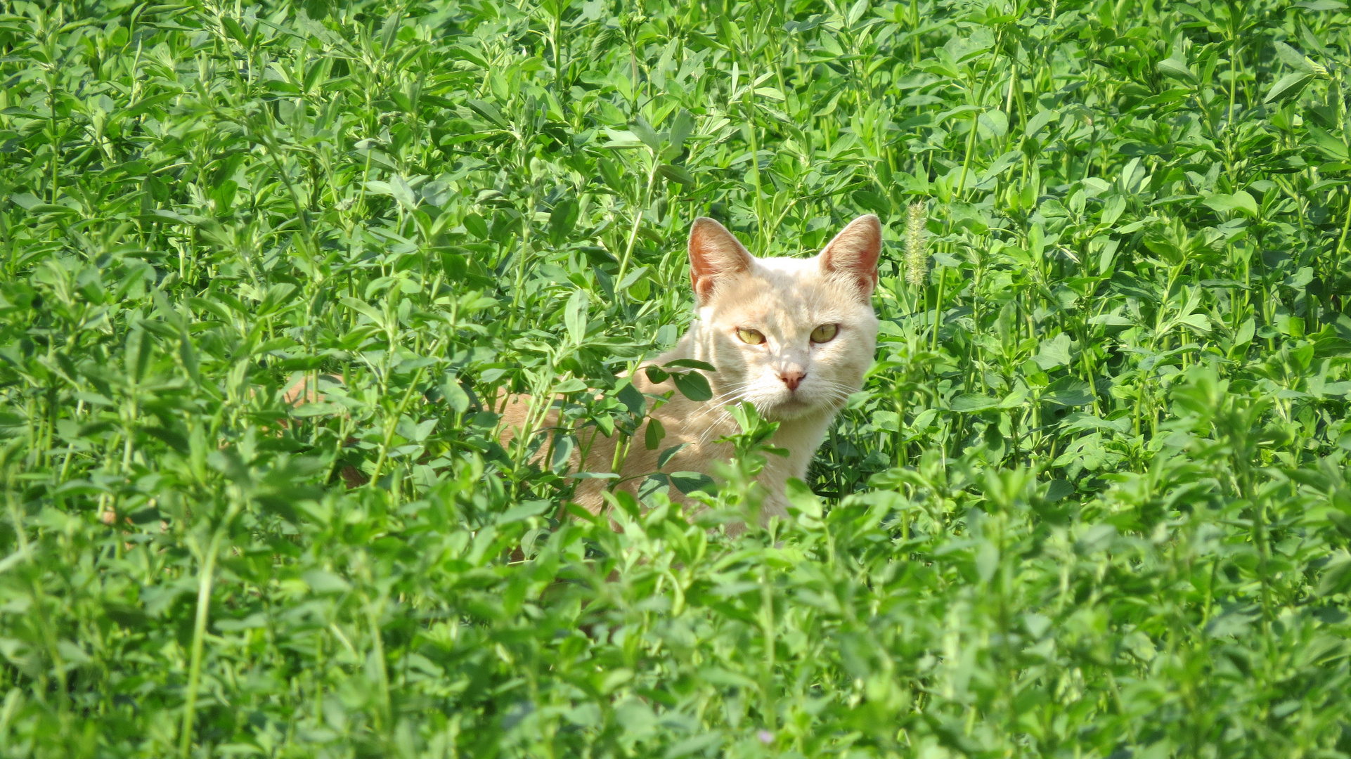 Miao nel Verde