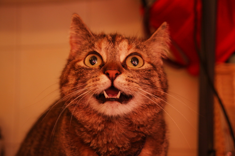 Miau Foto & Bild tiere, haustiere, katzen Bilder auf