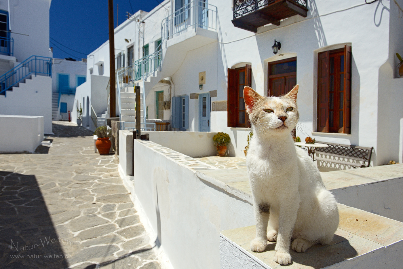 Miau Foto & Bild world, frühling, griechenland Bilder auf