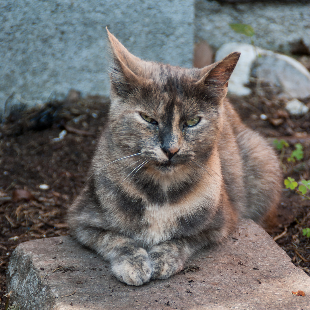 Miau Foto & Bild | tiere, haustiere, katzen Bilder auf fotocommunity