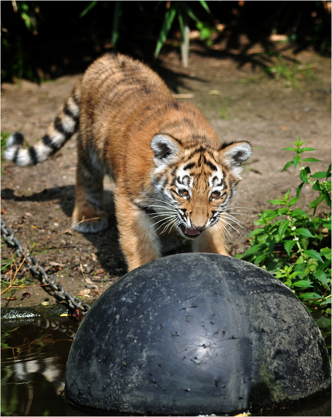 "Miau, ich bin ein gefährlicher, großer Tiger und ich mach Dich jetzt fertig Du doofer Ball!"