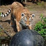 "Miau, ich bin ein gefährlicher, großer Tiger und ich mach Dich jetzt fertig Du doofer Ball!"