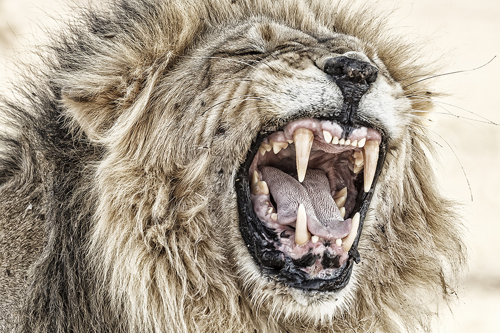 Miau, miau... Foto & Bild tiere, wildlife, säugetiere Bilder auf