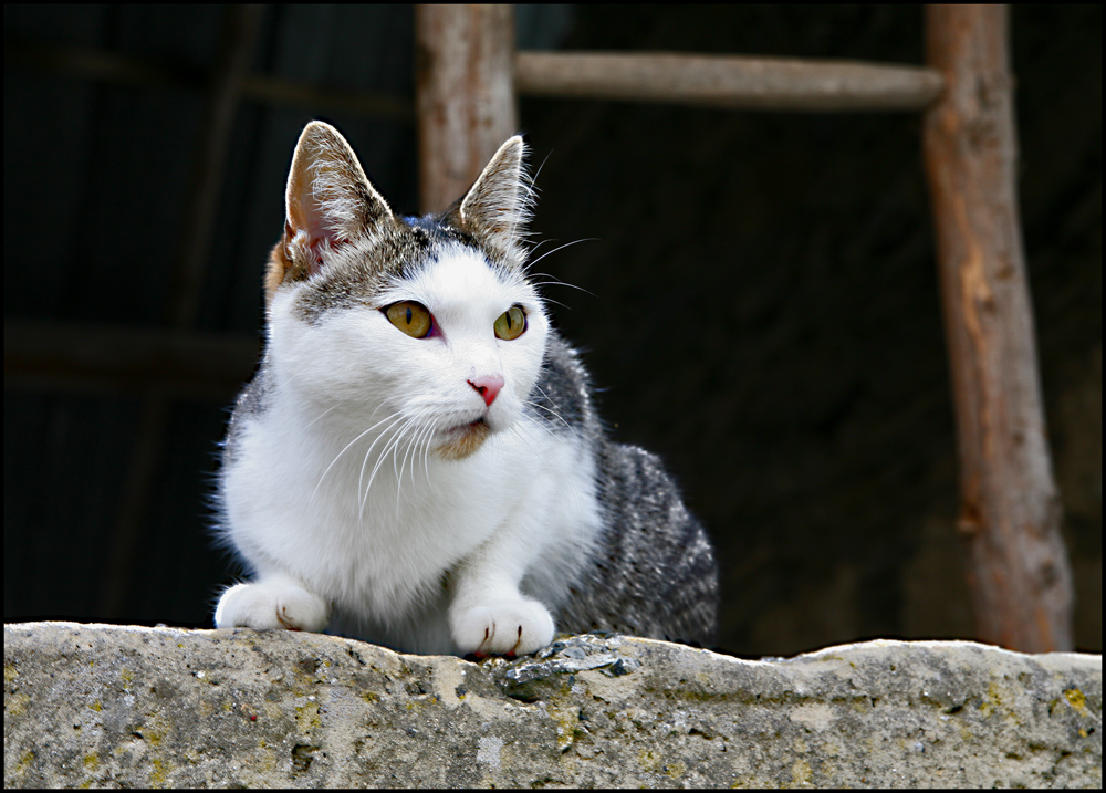 Miau miau do setz eng Katz op der Lauer