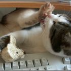 Miauuu he Maus kennst Du Cat-Tap-Fu ?
