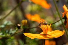 TT Sa Blütenbesucher