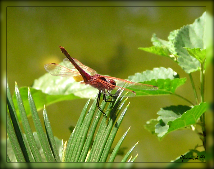 Mica wings