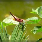 Mica wings