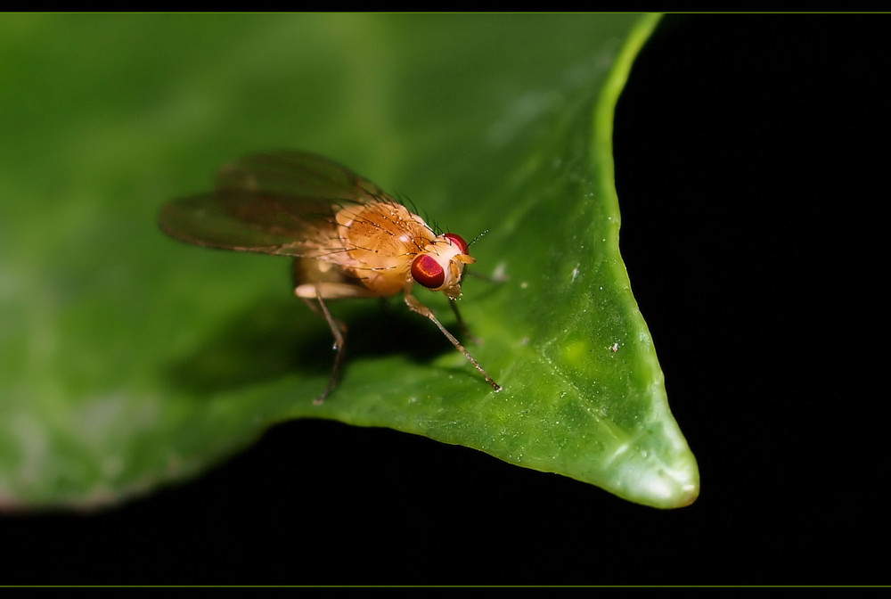 Mich hat der dicke Schnupfen erwischt....meine Augen sehen auch so aus wie bei der Fliege...