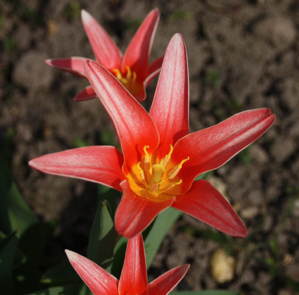 mich interessiert die Zeitumstellung nicht - ich strahle dem Frühling entgegen