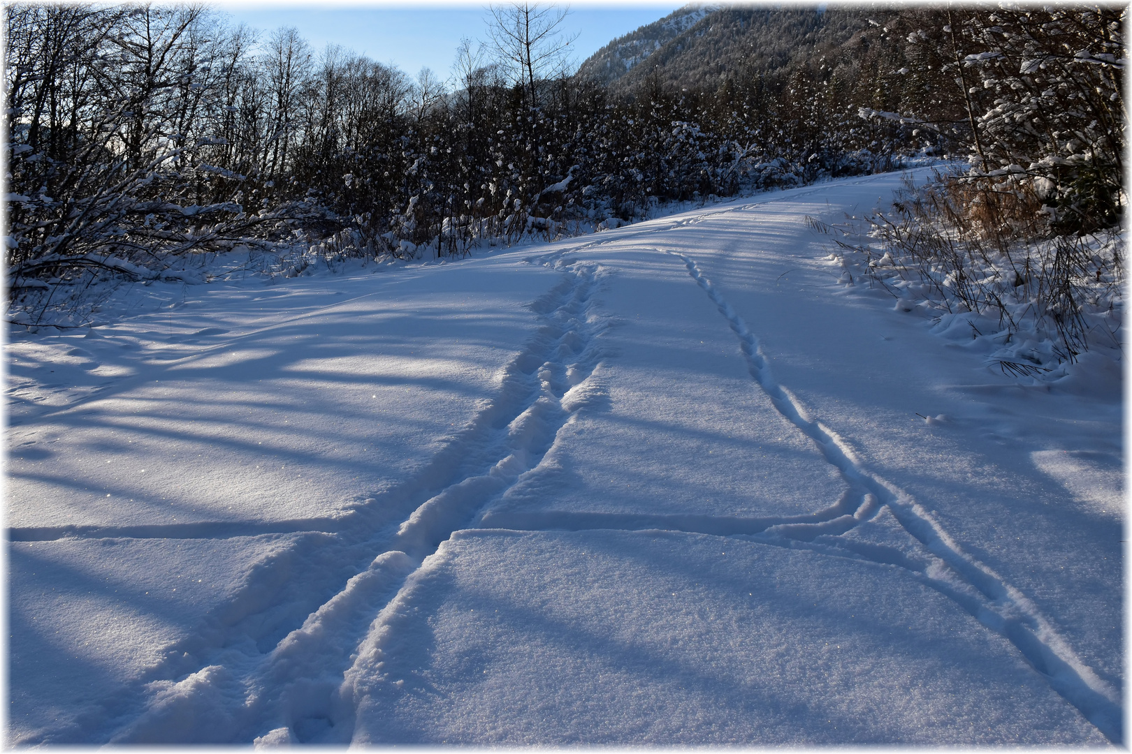 (mich) irritierender Verlauf von Wildspuren