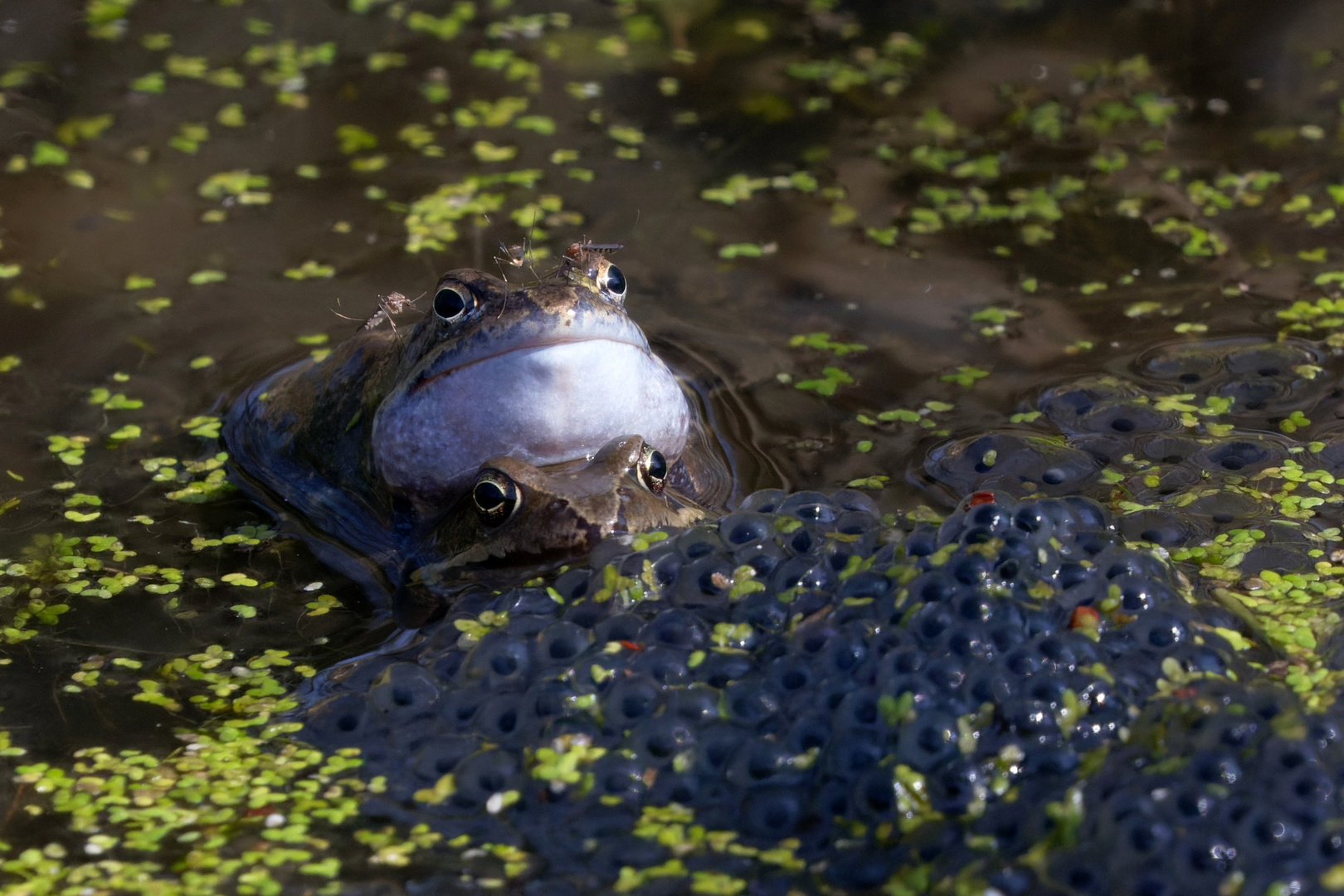 Mich juckts nicht...Grasfrosch  (Rana temporaria)  mit 3 Mücken auf dem Kopf