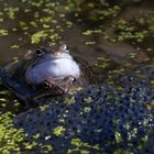 Mich juckts nicht...Grasfrosch  (Rana temporaria)  mit 3 Mücken auf dem Kopf