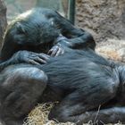 "Mich laust der Affe" - Bonobos im Frankfurter Zoo bei der Fellpflege