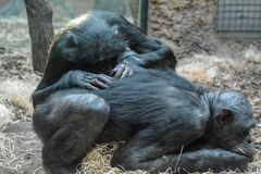 "Mich laust der Affe" - Bonobos im Frankfurter Zoo bei der Fellpflege