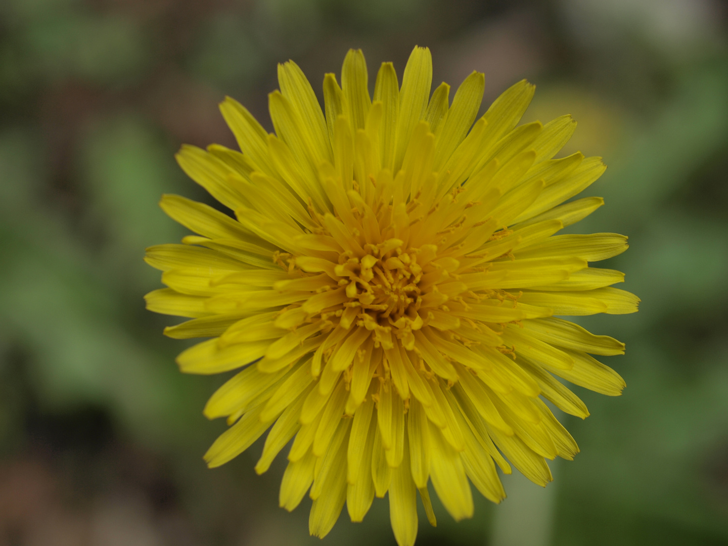 mich verzaubert die Natur ich find sie faszinierend