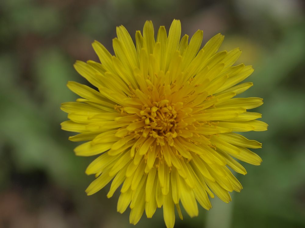 mich verzaubert die Natur ich find sie faszinierend