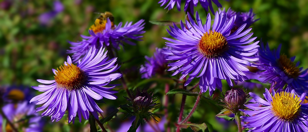 Michaelmas daisy