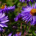 Michaelmas daisy