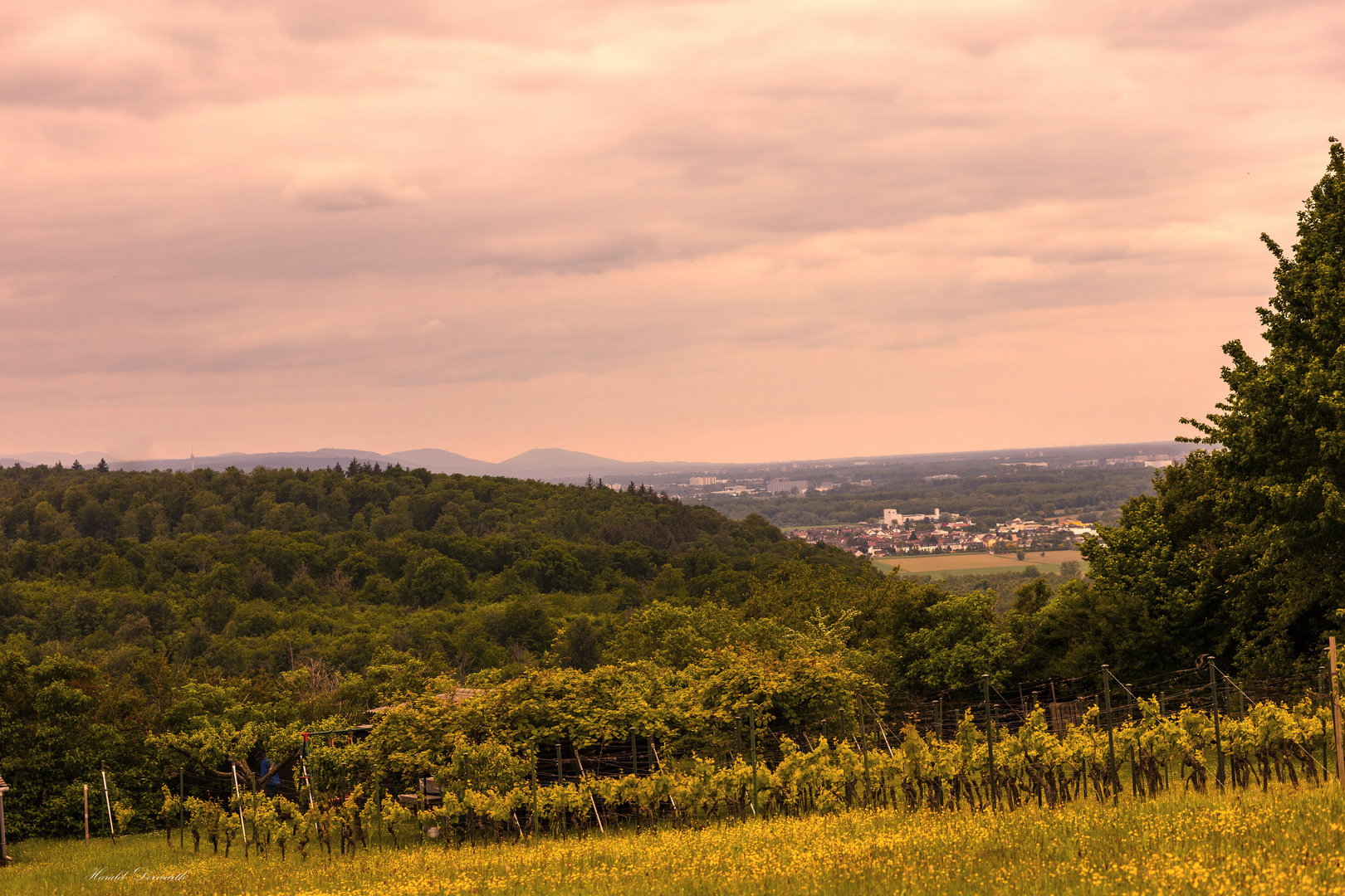 Michaelsberg am Kraichgaurand