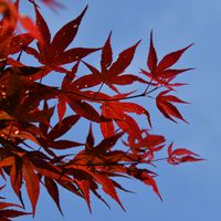 Michele Kleiner Frosch