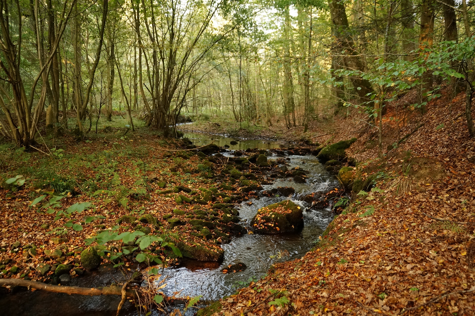 Michelherd im Odenwald