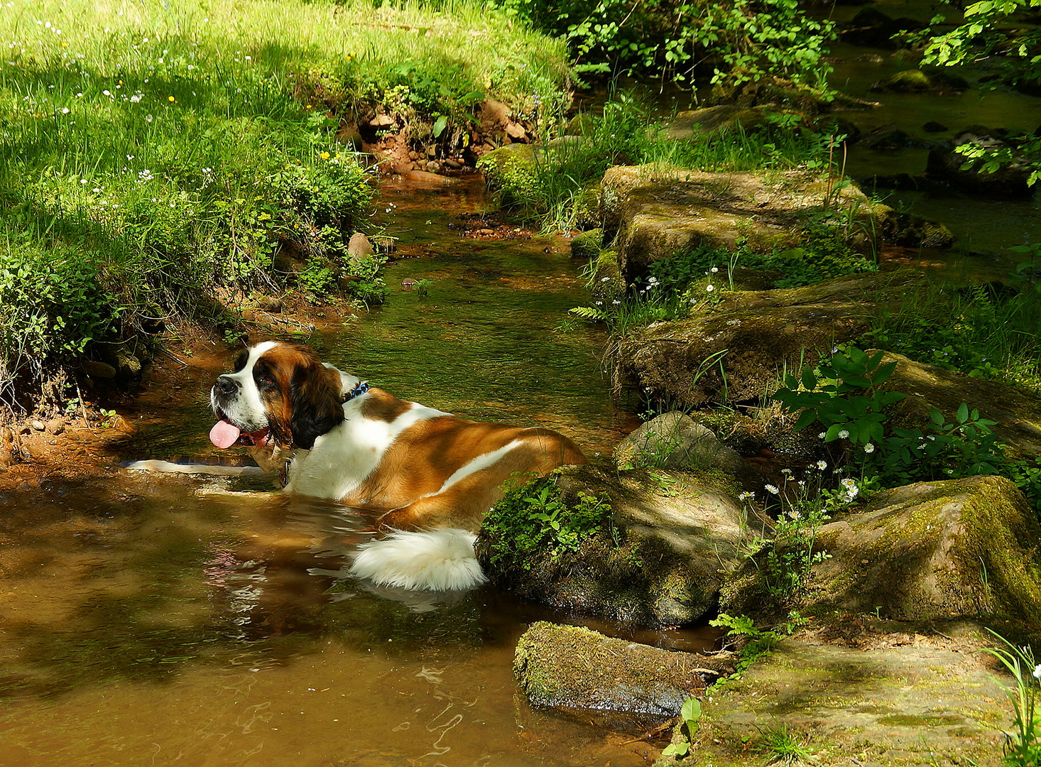 Michelherd im Odenwald