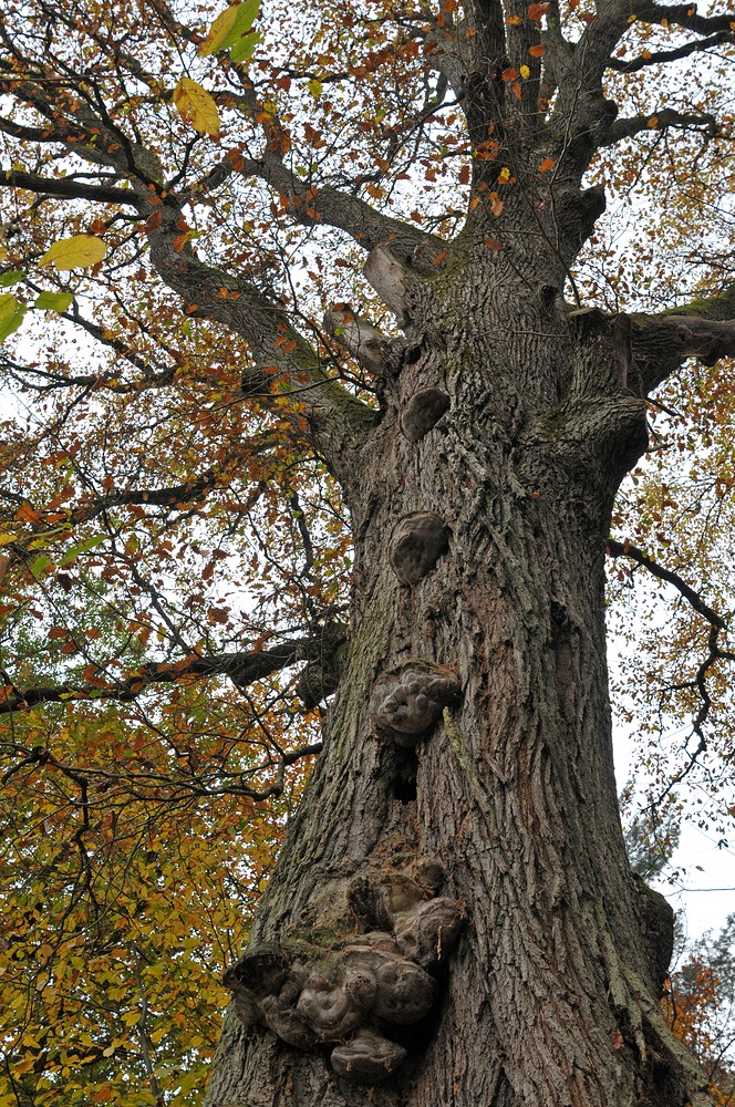 Michelstadt: Bäume im Friedwald 01