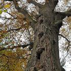 Michelstadt: Bäume im Friedwald 01