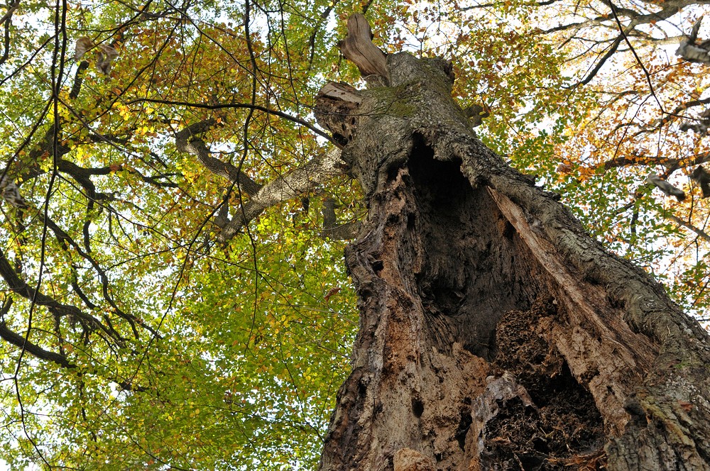 Michelstadt: Bäume im Friedwald 02