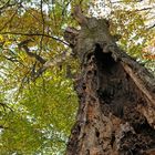 Michelstadt: Bäume im Friedwald 02